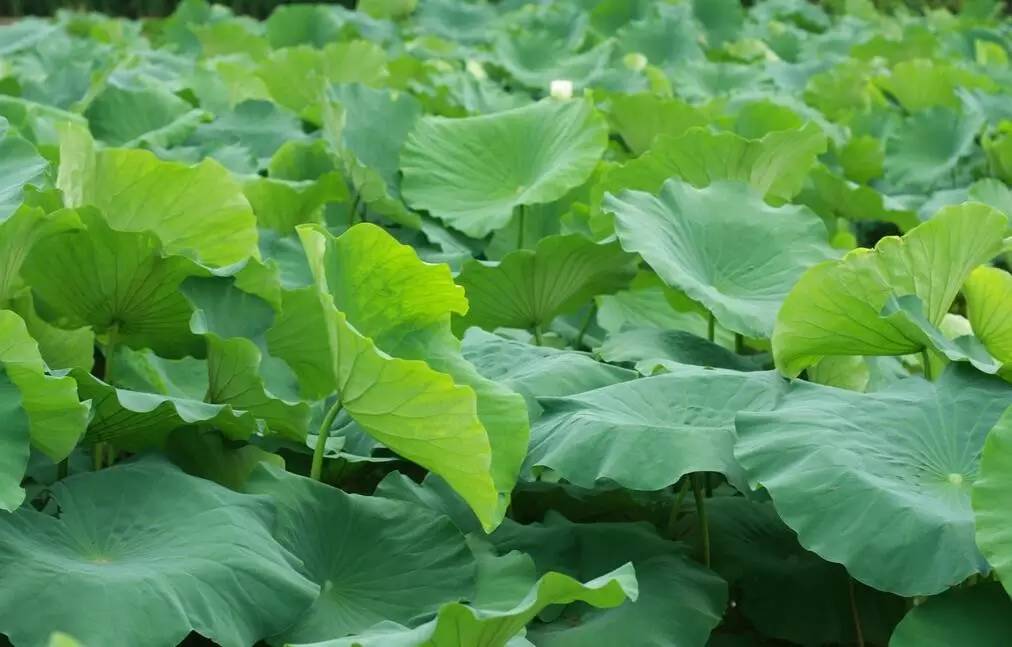 夏季感冒怎么办?