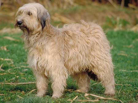 狗狗的10个征兆和表现,狗狗常见疾病及解决方法