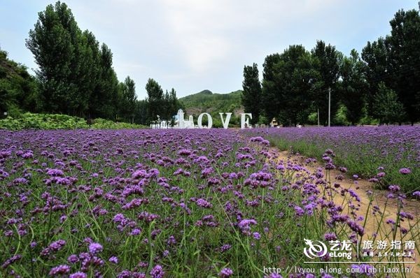 紫海香堤香草艺术庄园特色,紫海香堤香草艺术庄园怎么样