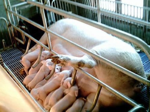 新生仔猪管理技术培训,新生仔猪管理技巧