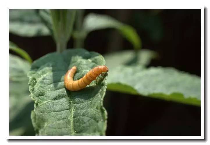 面包虫活饵购买网站,面包虫活饵盒装