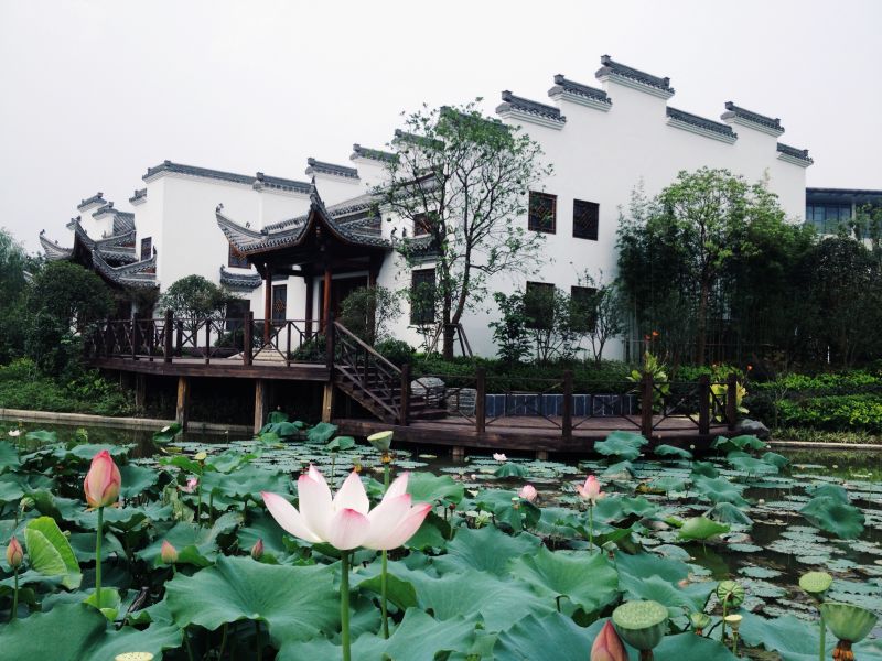 上海松江哪里好玩又免费的,六月松江游玩路线攻略