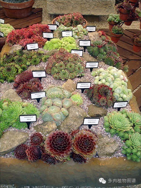 韩国精美多肉,欧美风多肉