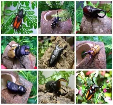 太原投资2000万风情文化节！引来50万只萤火虫！20万只蝴