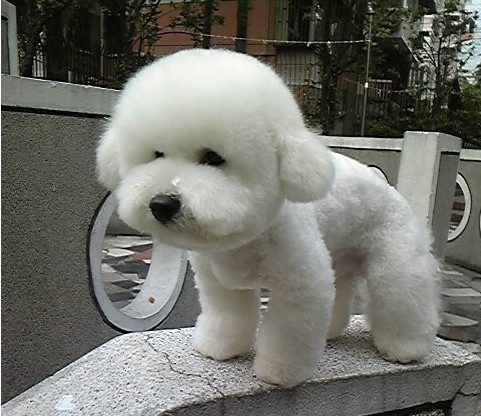 宠物兽医怎么选,兽医教你养贵宾