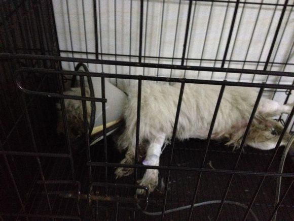 拯救狗狗不被蜜蜂蜇,拯救狗狗原版