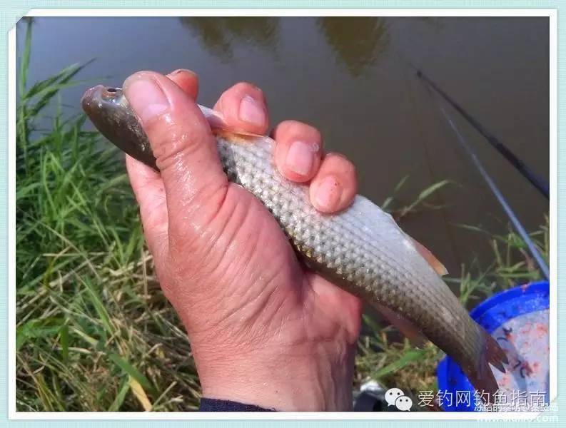 周日垂钓,洋河钓鲫鱼