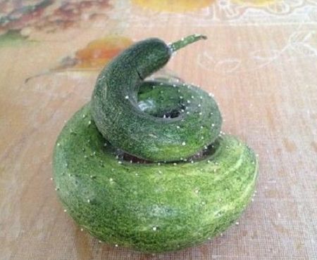 现在都还不知道?身边生物的寿命(饲养编)