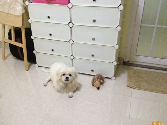 拯救狗狗不被蜜蜂蜇,拯救狗狗原版