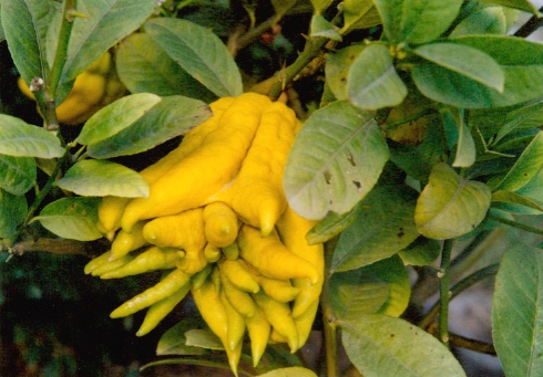 老香黄是哪三样,老香黄是什么有什么用