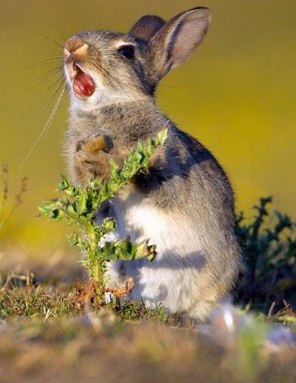 兔子喜欢吃的带刺的草,用带刺的树叶喂兔子