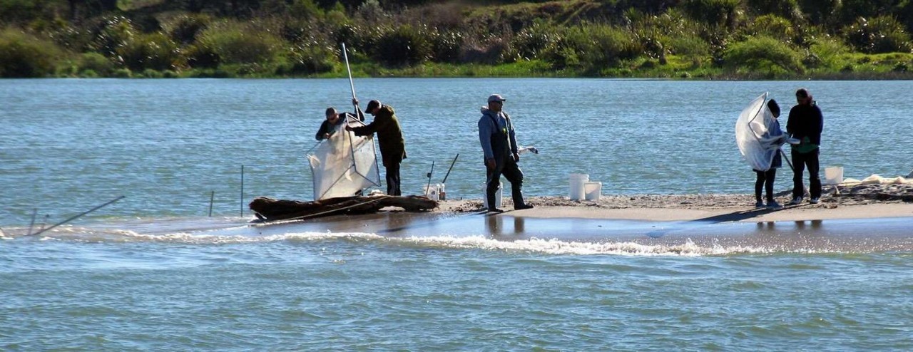 新西兰南岛大海,新西兰海鲜哪个最好吃视频