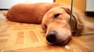 狗狗拉稀怎么办最有效的方法,狗狗拉稀了怎么办最快最有效