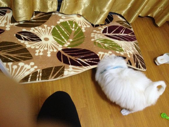 拯救狗狗不被蜜蜂蜇,拯救狗狗原版