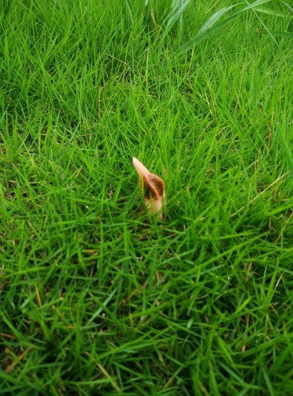 常见的小蘑菇有哪些,常见小蘑菇