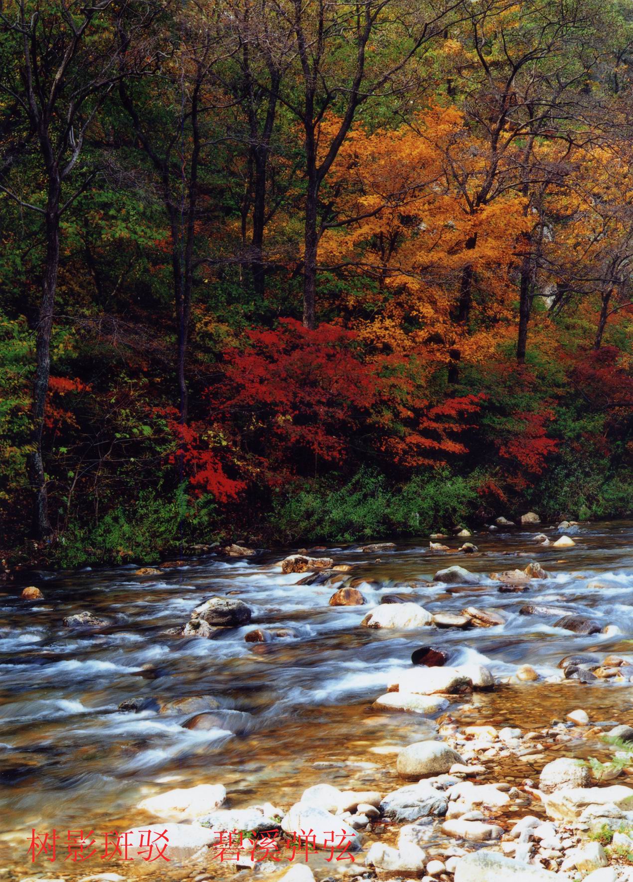珍稀水源地,大连野生珍稀植物