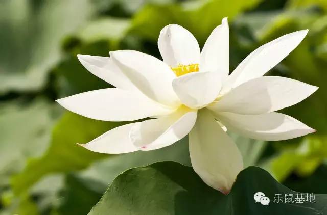 莲花很美,莲花应该怎么吃