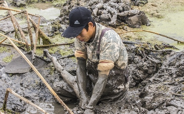 爱吃莲藕的莲菜,莲菜和藕
