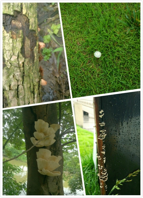 常见的小蘑菇有哪些,常见小蘑菇