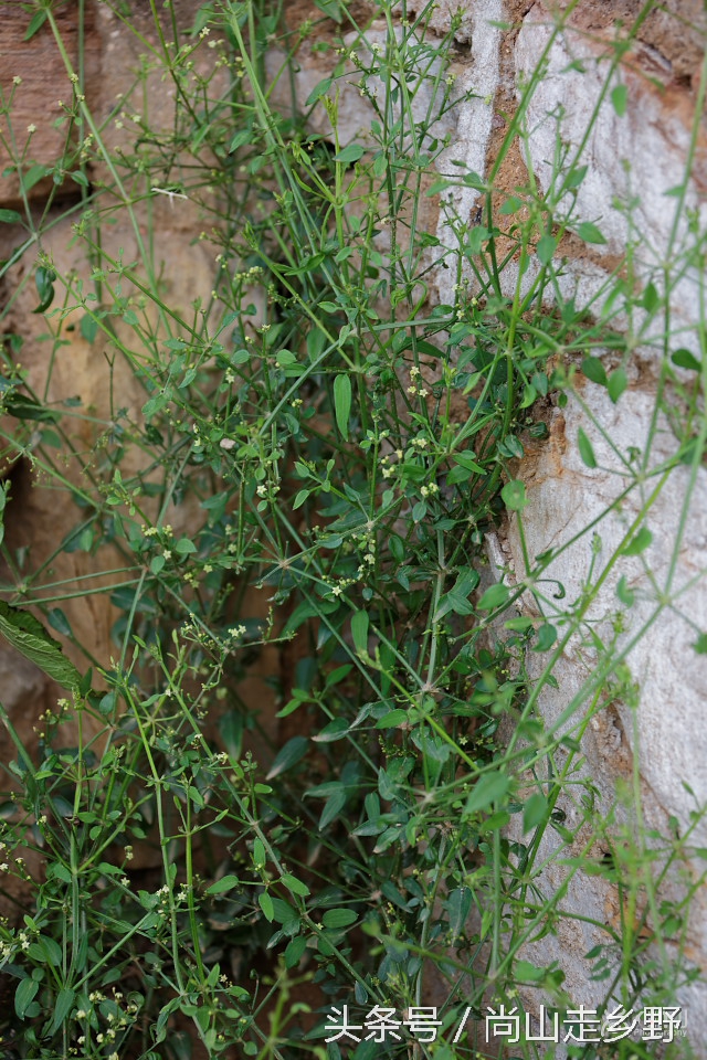 它是地之血，却还能止血，并且是历史悠久的植物染料！