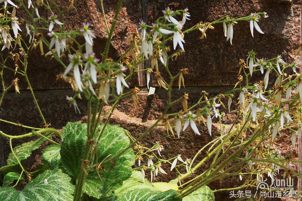 据说这种植物可以来治病英语,一种草对荨麻疹有特效