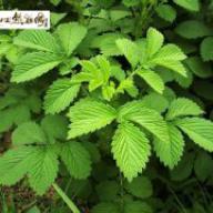 经期不来用活血化瘀的中药,月经量少有瘀血喝什么中药