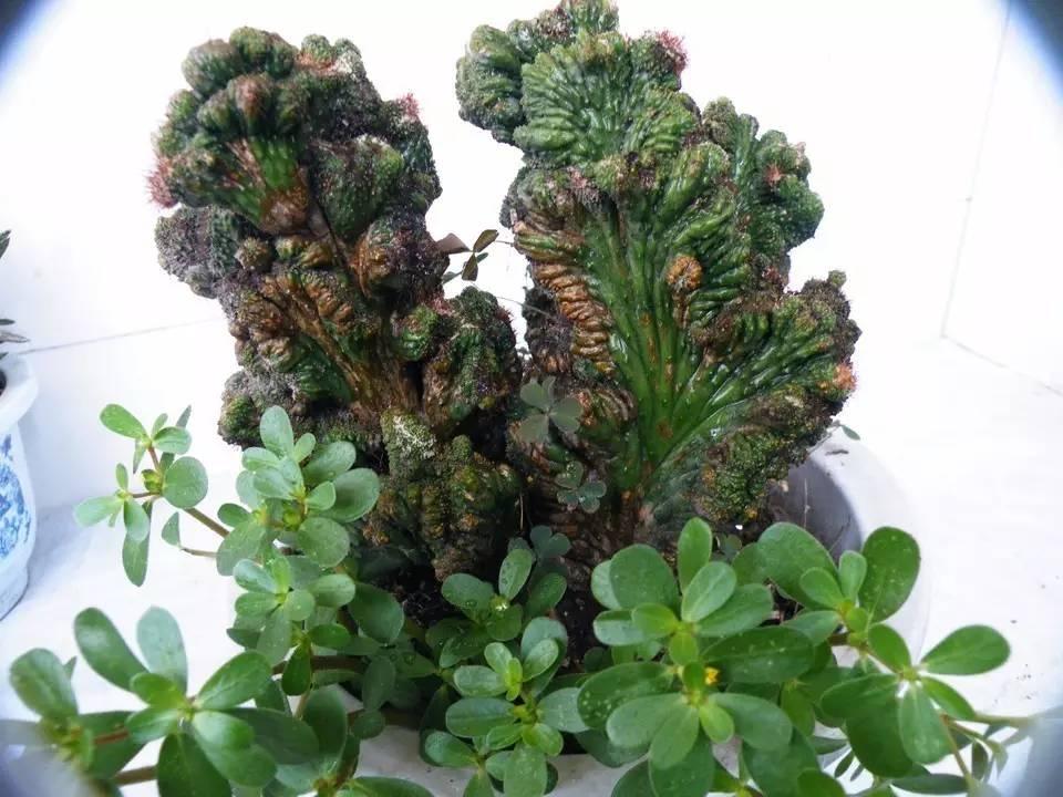 山影拳怎么养出那么怪的模样？教你杜绝病虫和开花