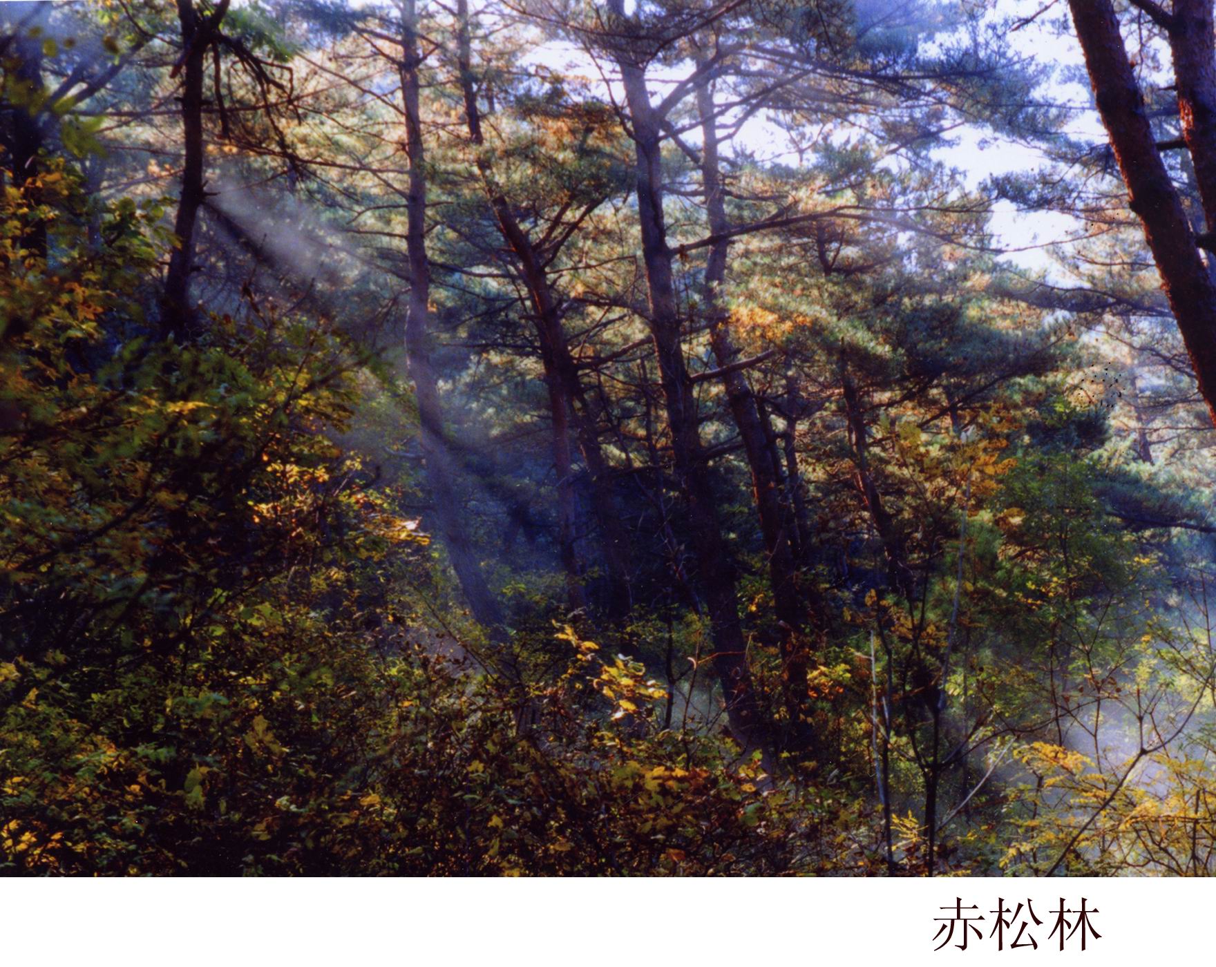 珍稀水源地,大连野生珍稀植物