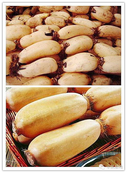 莲花很美,莲花应该怎么吃