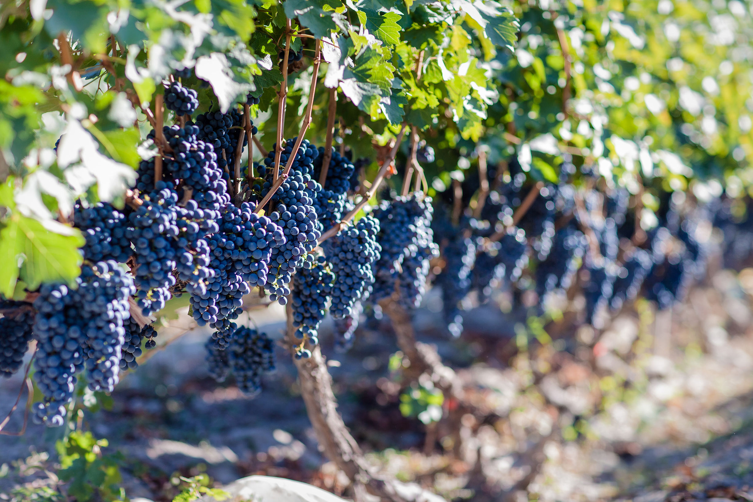 采摘葡萄游玩,最美葡萄园风景