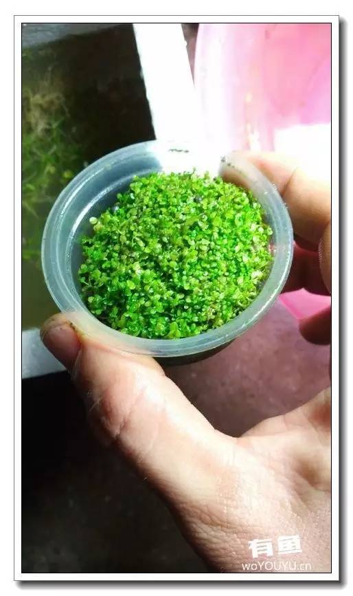 新手小白原生缸开缸教程,鱼缸怎么用高锰酸钾开缸详细教程