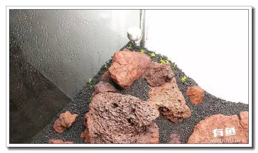 新手小白原生缸开缸教程,鱼缸怎么用高锰酸钾开缸详细教程