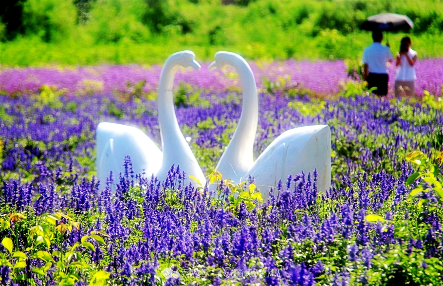 薰衣草庄园室内设计案例,薰衣草庄园的拍摄与着装搭配