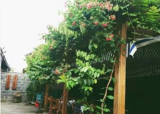 南宁周边农家乐哪里便宜又有果摘,南宁可以摘果的农家乐