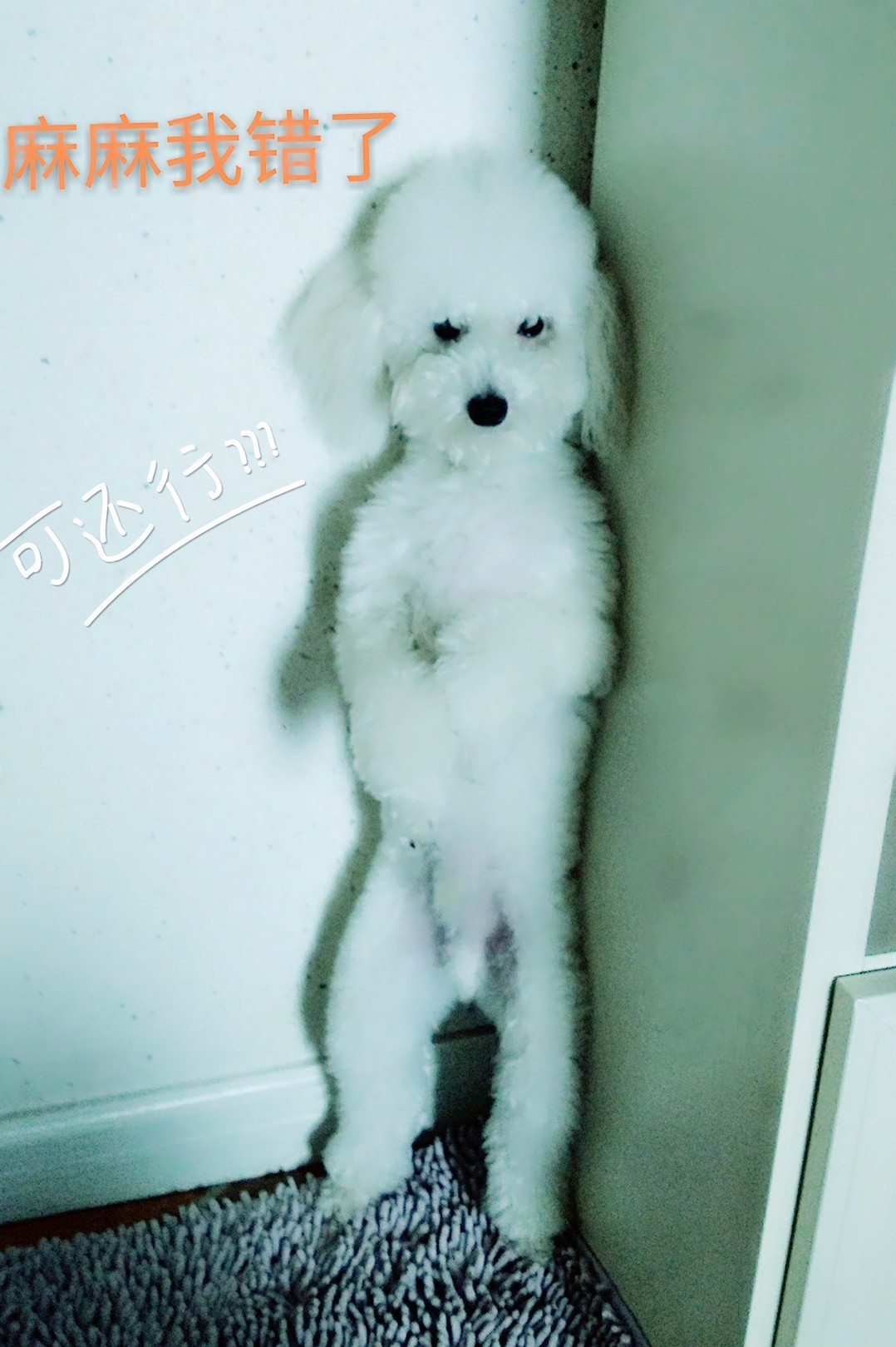 铲屎官血泪控诉，五大行为问题你家宠物有吗？