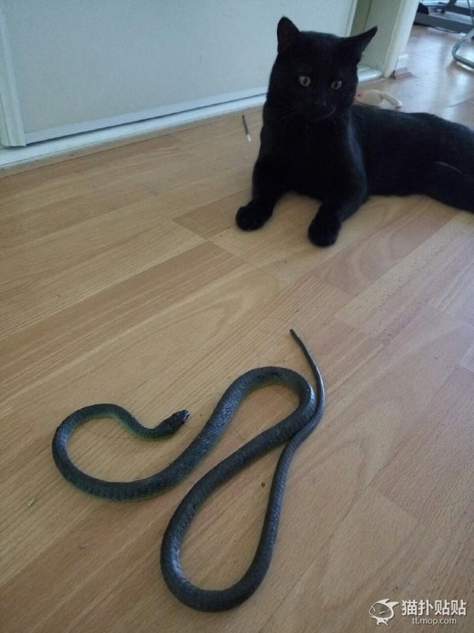 网友捡了一只老鼠,网友捡回来一只流浪猫