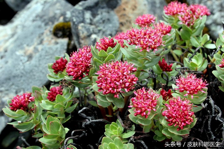 可以延年益寿的草药是什么,能补肾的草药