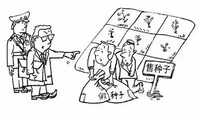 田地种的大果甜瓜,农场种植的甜瓜有二十多个品种