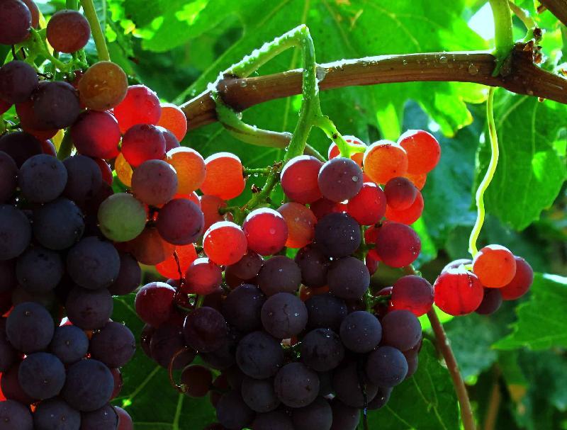 采摘葡萄游玩,最美葡萄园风景