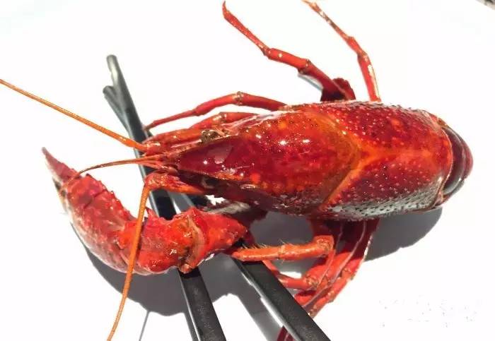 百大百家,吃遍成都100家夜宵