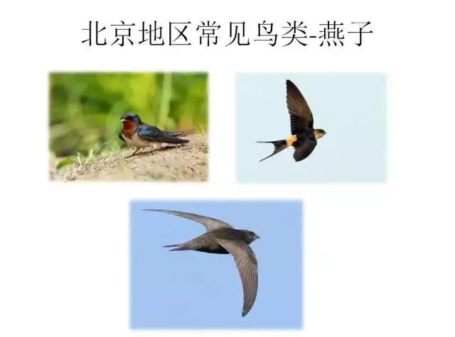 如果小鸟受伤了该怎么救助,野生小鸟受伤了怎么救它的