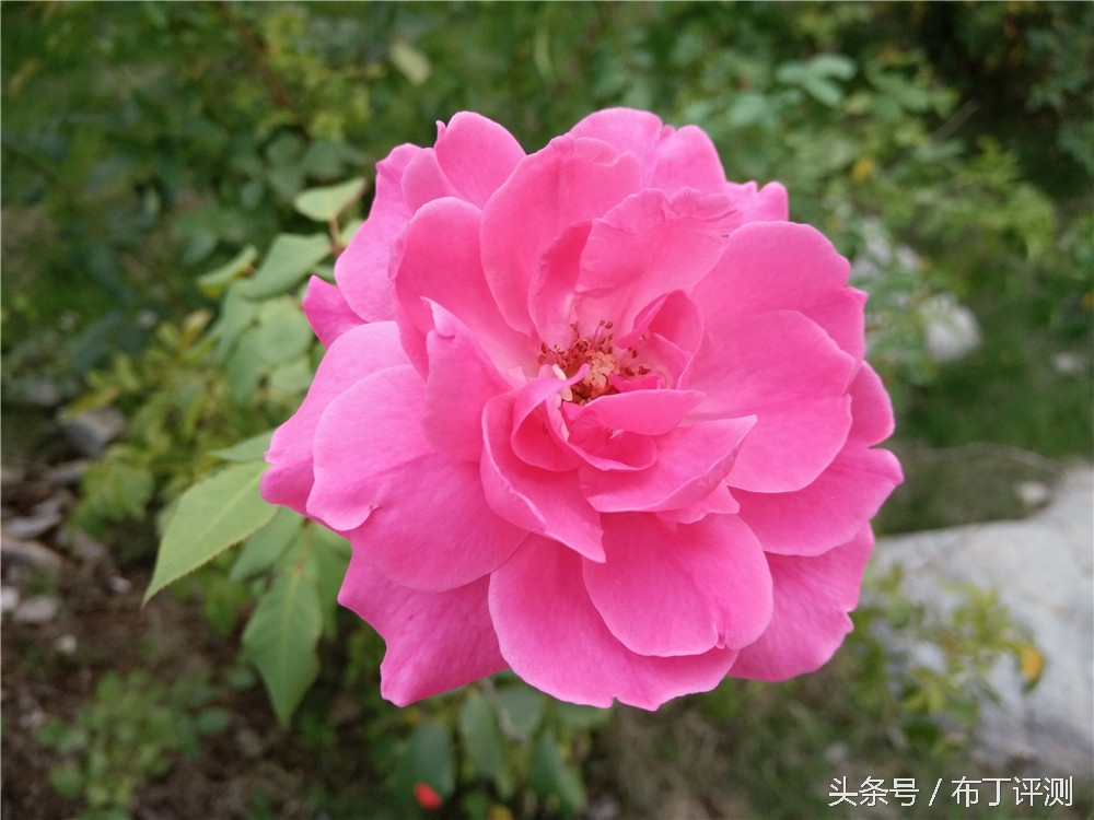 vivox71600万柔光双摄,vivox7拍照效果