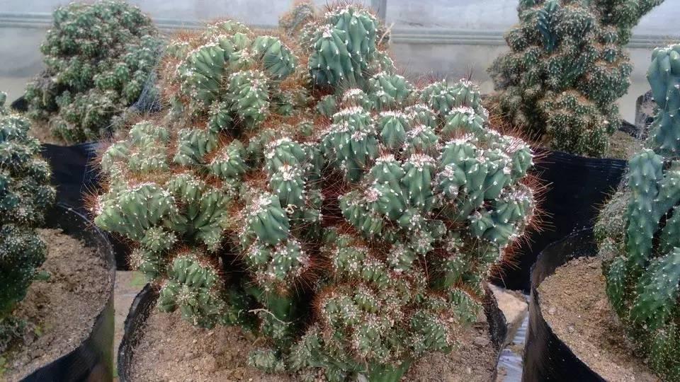 山影拳怎么养出那么怪的模样？教你杜绝病虫和开花