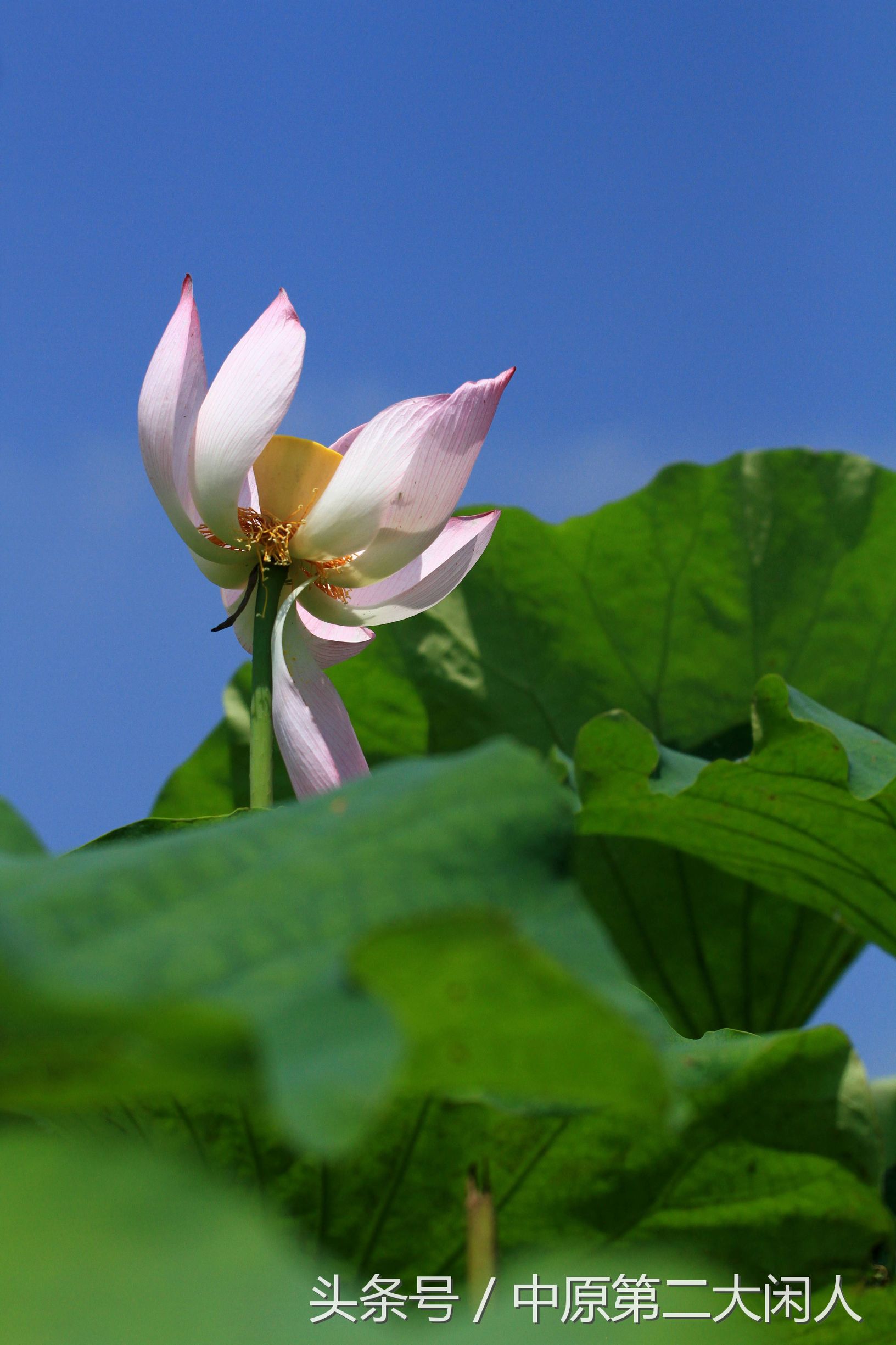 童年趣事抓蜻蜓400字作文,童年趣事抓蜻蜓的作文600字