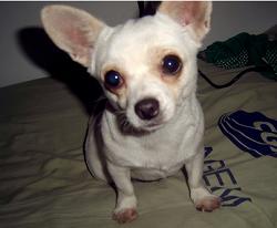 狗狗对我凶凶的怎么让它变温顺,如何培养狗狗听话