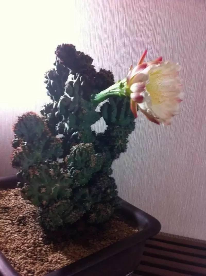 山影拳怎么养出那么怪的模样？教你杜绝病虫和开花