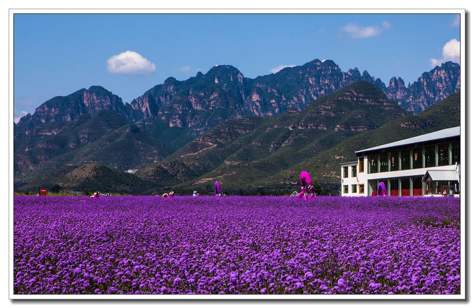 北京薰衣草庄园人间花海,京津冀薰衣草基地