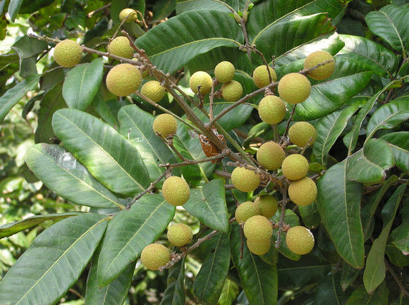 每日一药完整版,每日一味中药龙眼肉
