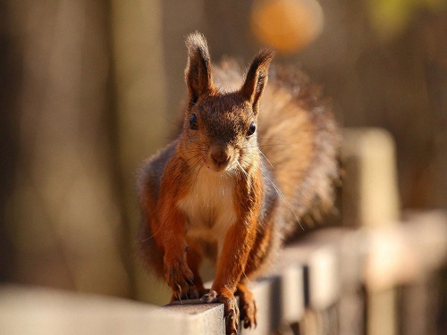 怎么辨别饲养松鼠和野生松鼠,松鼠怎么养才正确