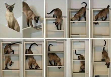 如何判定是优秀狗狗铲屎官,什么级别的铲屎官